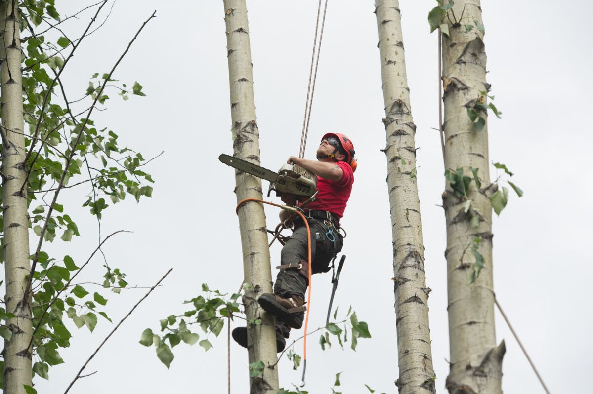 Tree Service, Removal, Maintenance & Care, Anchorage